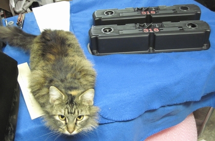 Our Maine Coon Bigfoot showing off Steve's M/T valve covers